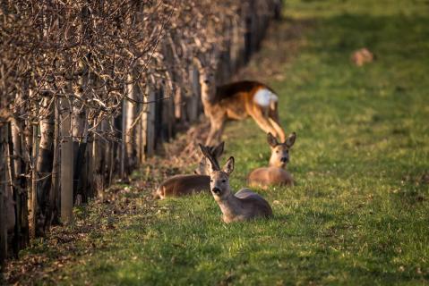 4 Rehe und 1 Hase - 4 roe deers and a hare