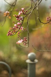 Blutpflaume - Prunus cerasifera