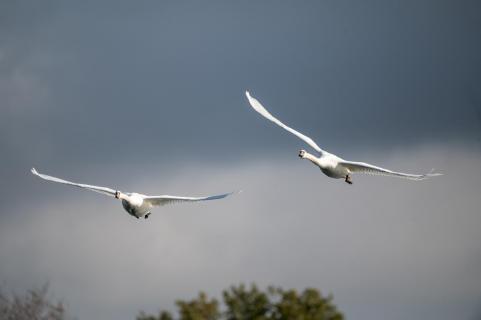 Höckerschwäne - Mute Swans