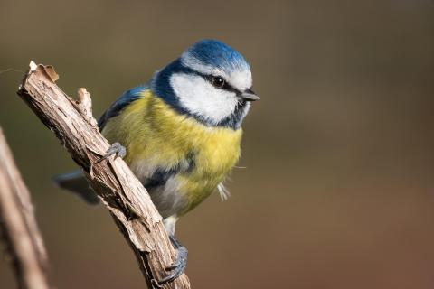 Blaumeise - Blue tit