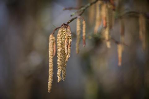 Haselblüte - Hazel blossom