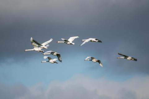 Höckerschwäne - Mute Swans