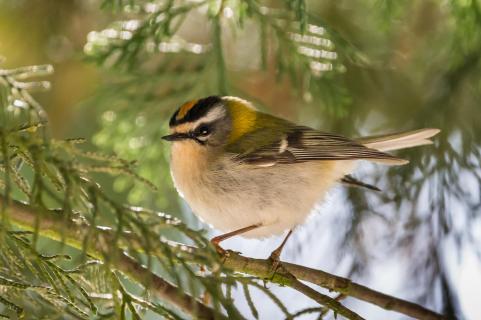 Sommergoldhähnchen - Common firecrest