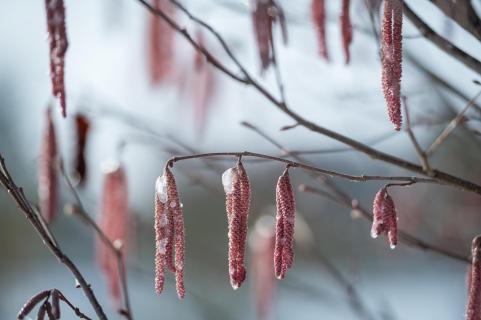 Rote Haselblüte im Eis - Red hazel blossom on ice