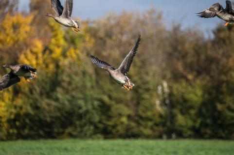 Saatgänse - Bean goose