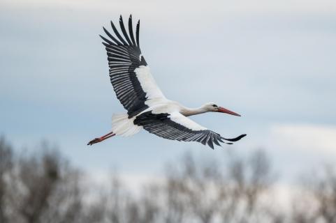 Weißstorch - White stork