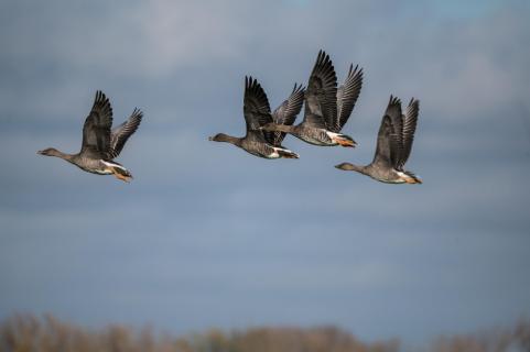 Wilde Gänse - Wild geese