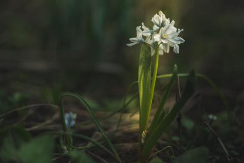 Scilla