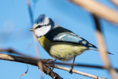 Blaumeise - Blue tit