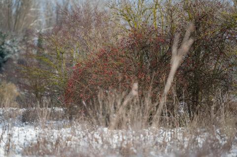 Winterfarben - Winter colors