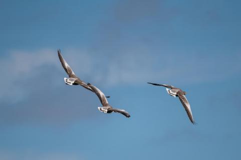 Graugänse - Greylag geese