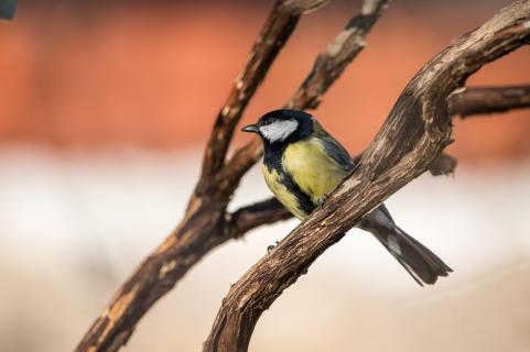 Kohlmeise - Great tit