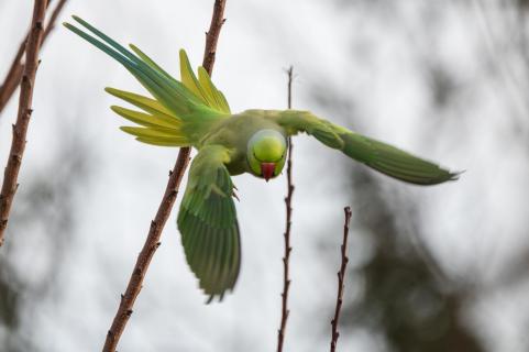 Halsbandsittich - Rose-ringed parakeet