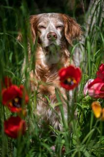 Frühlingshund - Springtime Dog