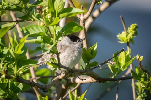 Mönchsgrasmücke (m) - Blackcap (m)