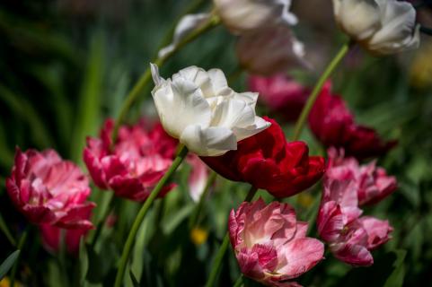Tulpen -Tulips