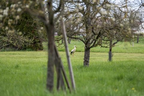 Storch in der Wiese - Stork in the meadow
