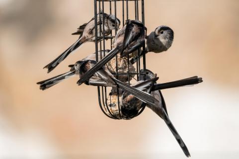 Schwanzmeisengewimmel - Long-tailed tits