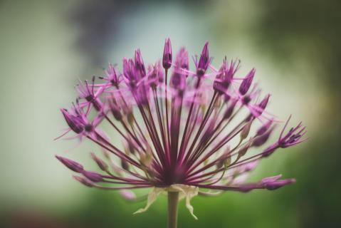 Allium