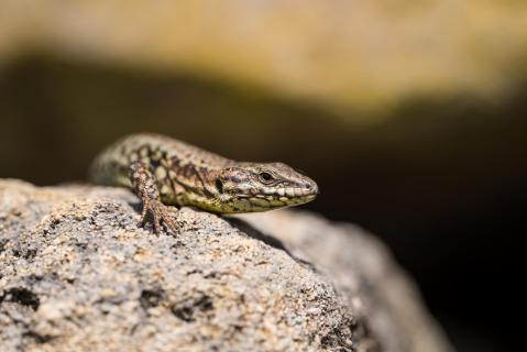 Mauereidechse - Common wall lizard