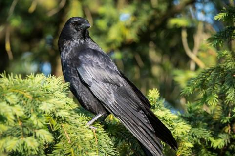 Rabenkrähe - Carrion crow