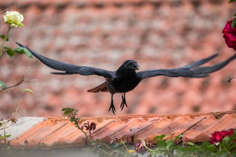 Die Krähe - The crow