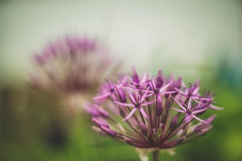 Allium