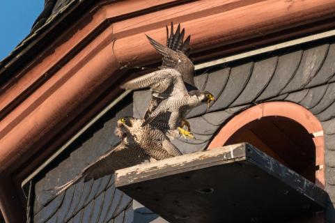 Kuddelmuddel am Nistplatz - Confusion at the nesting place