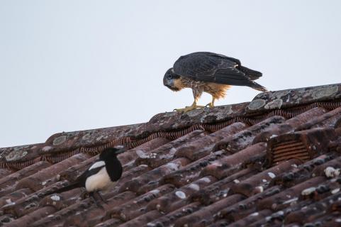 Kann man Dich essen? - Can you be eaten?