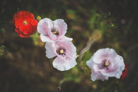 Klatschmohn - Poppies