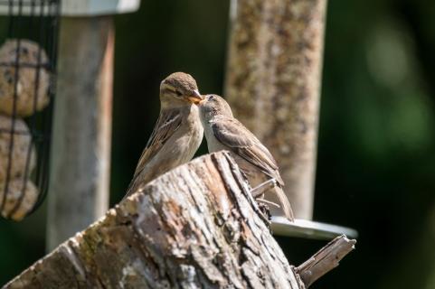 Haussperling - Sparrow