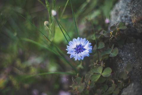 Kornblume - Cornflower