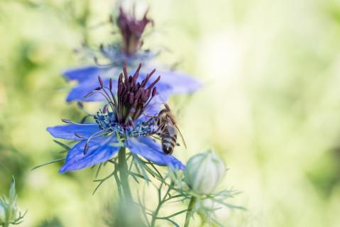 Jungfer im Grünen 