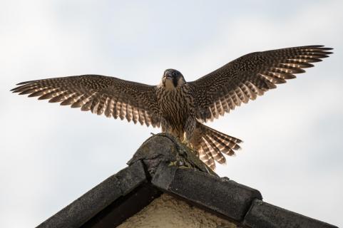 Ich bin der König der Welt - I am the king of the world!