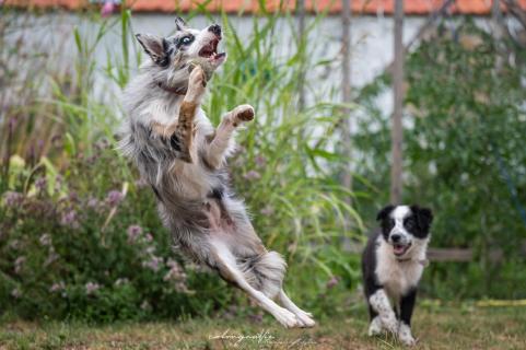 Kein Tor! - No goal!