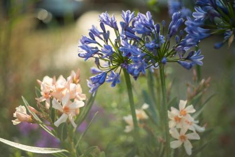 Oleander und Agapanthus