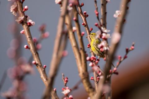 Girlitz - Serin