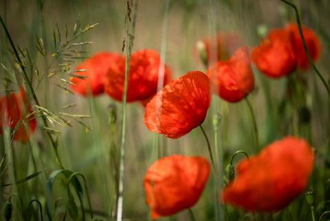 Mohn - Poppies