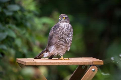 Sperber - Sparrowhawk