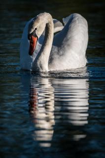 Höckerschwan - Mute swan