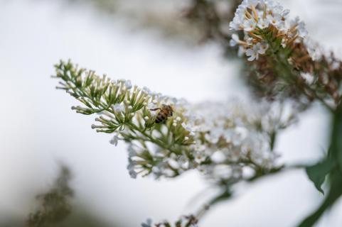 Sommerflieder - Buddleja