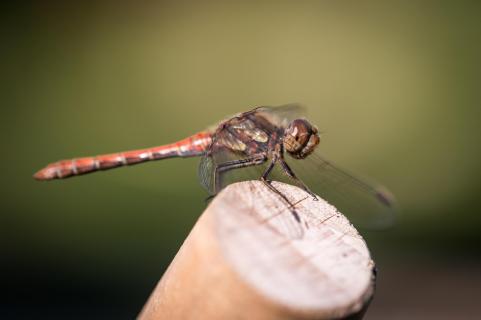 Große Heidelibelle - Common darter