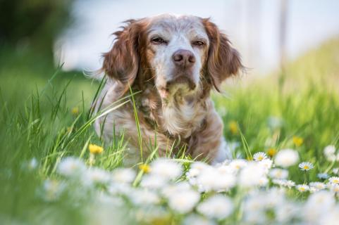 Frühling - Spring