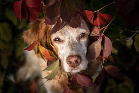Herbst - Autumn