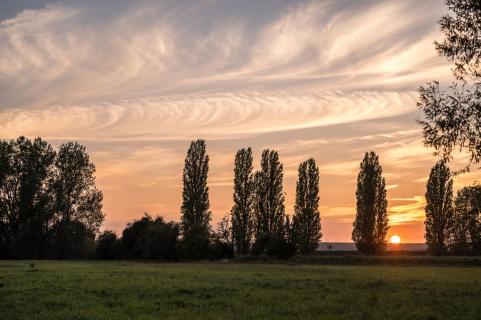 Pappeln im Sonnenuntergang - Poplars at sunset