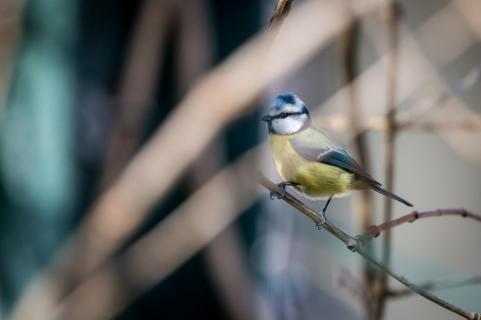 Blaumeise - Blue tit