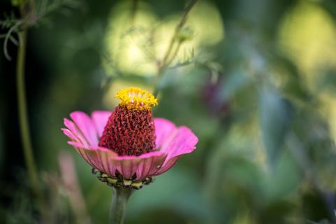 Zinnie - Zinnia elegans