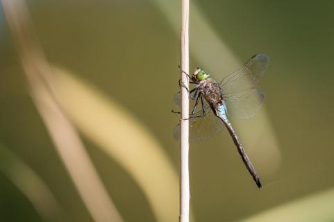 Königslibelle - Emperor dragonfly