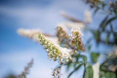 Sommerflieder - Buddleja