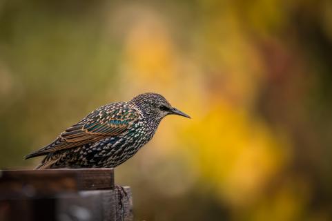 Herbst-Star - Autumn-Starling